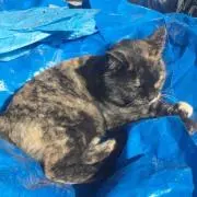 にゃんの画像