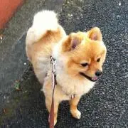 りんだ