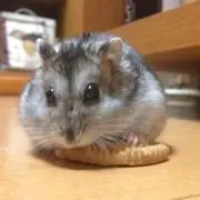 むらさき