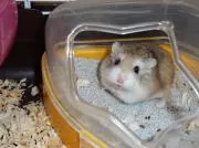 sigeGの画像