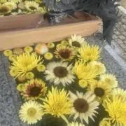 rinの画像
