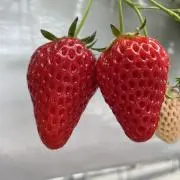 ザキの画像