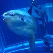 まんぼう/即購入◎