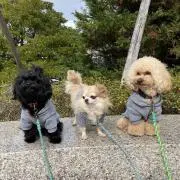 トコトン2の画像