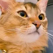 野良猫の画像