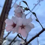 さき[即購入OK・フォロー割あり]の画像