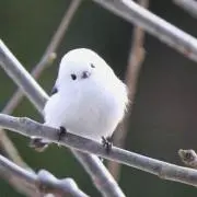 ぐっさんの画像