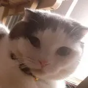 ちょっぷの画像