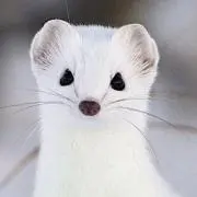 ma