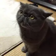 coco19☆の画像