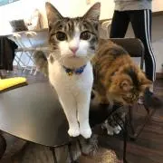 しゅうママ