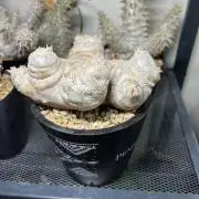 モルゲッソヨの画像
