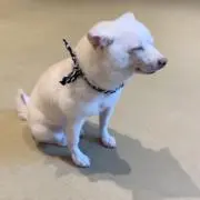 はなの画像