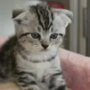 あめ