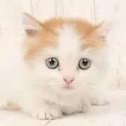 クルムの画像