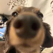 びぴの画像