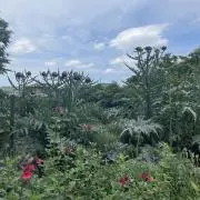 べにあんず★プロフ必読願いますの画像