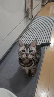 ぴよ太