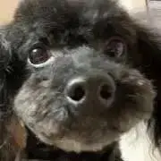 あっぷる