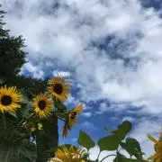 ひまわりんの画像