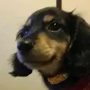 azukiの画像