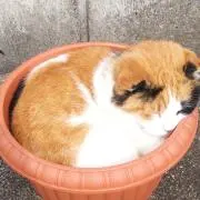 くろの画像