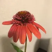 はな