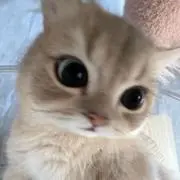 猫の画像