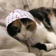 tmakoysmの画像