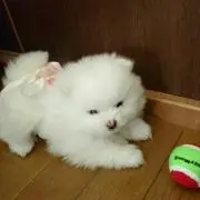 ユキ