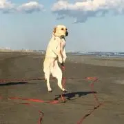 いつき