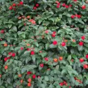 うみの画像