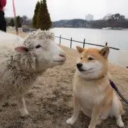 みかんの画像