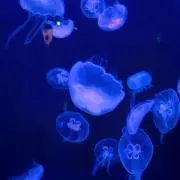 海月姫の画像