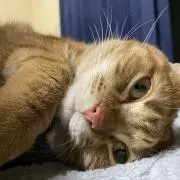 ゆずの画像