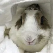 うさ花子の画像