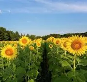 *Yours* バッグ/小物 取扱中♪の画像