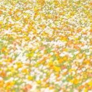 tutuの画像