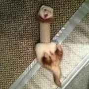 きなこの画像