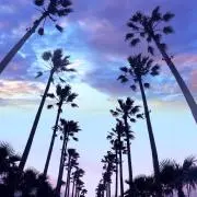 せんちょうの画像