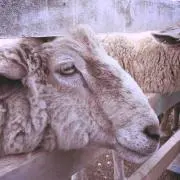 うにの画像