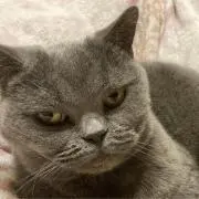 もんあんこの画像