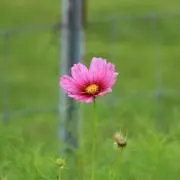 さくらの画像