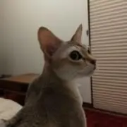 ウメソラの画像