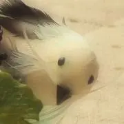 ふみみんの画像