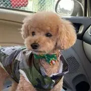 ころんころん
