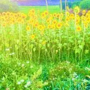 kの画像