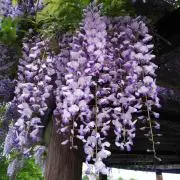 roronroronの画像