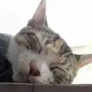はな