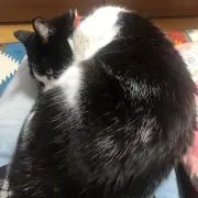 MIの画像